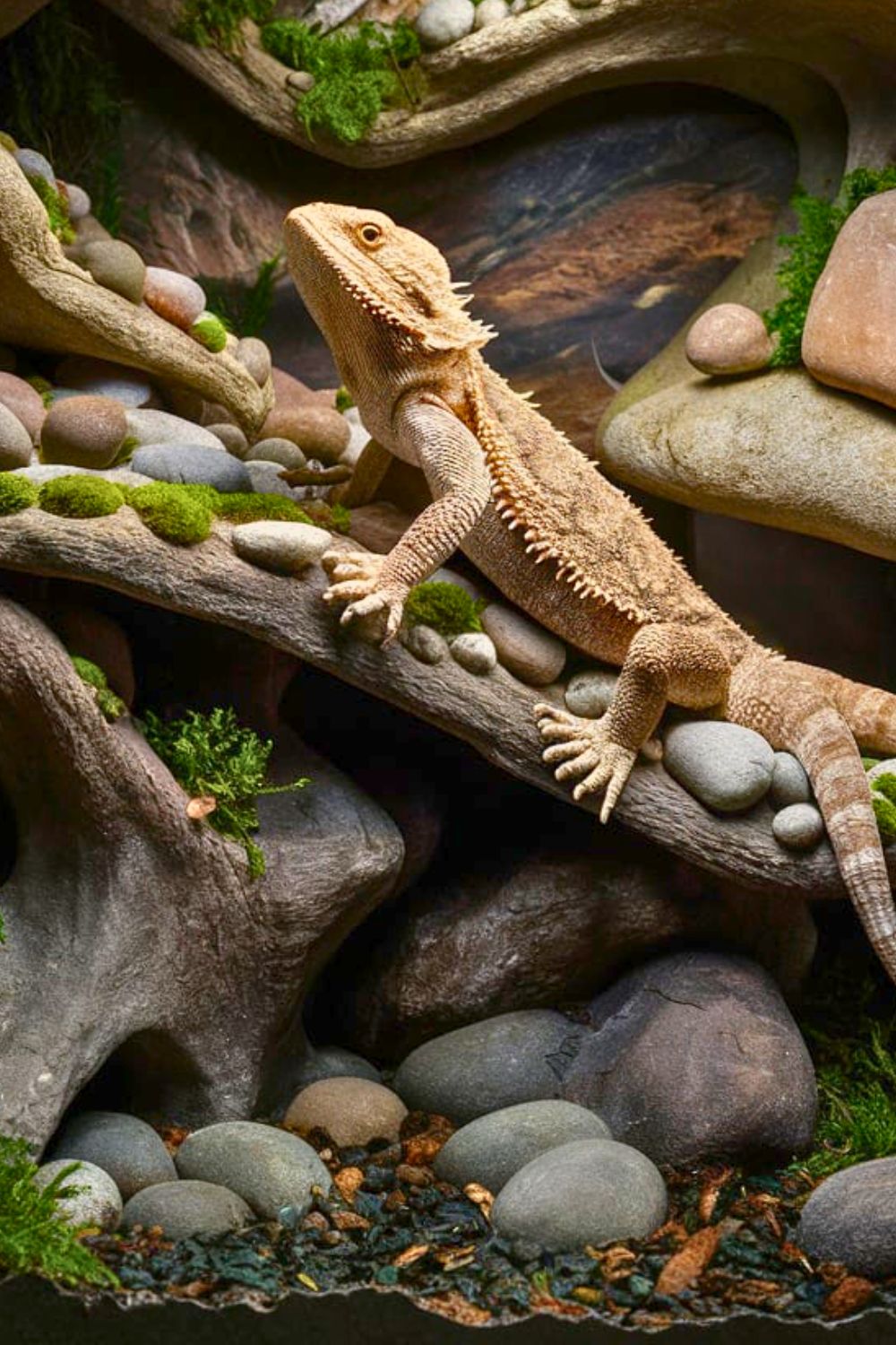 Image showcasing Bearded Dragon Vivarium: The Ultimate Setup